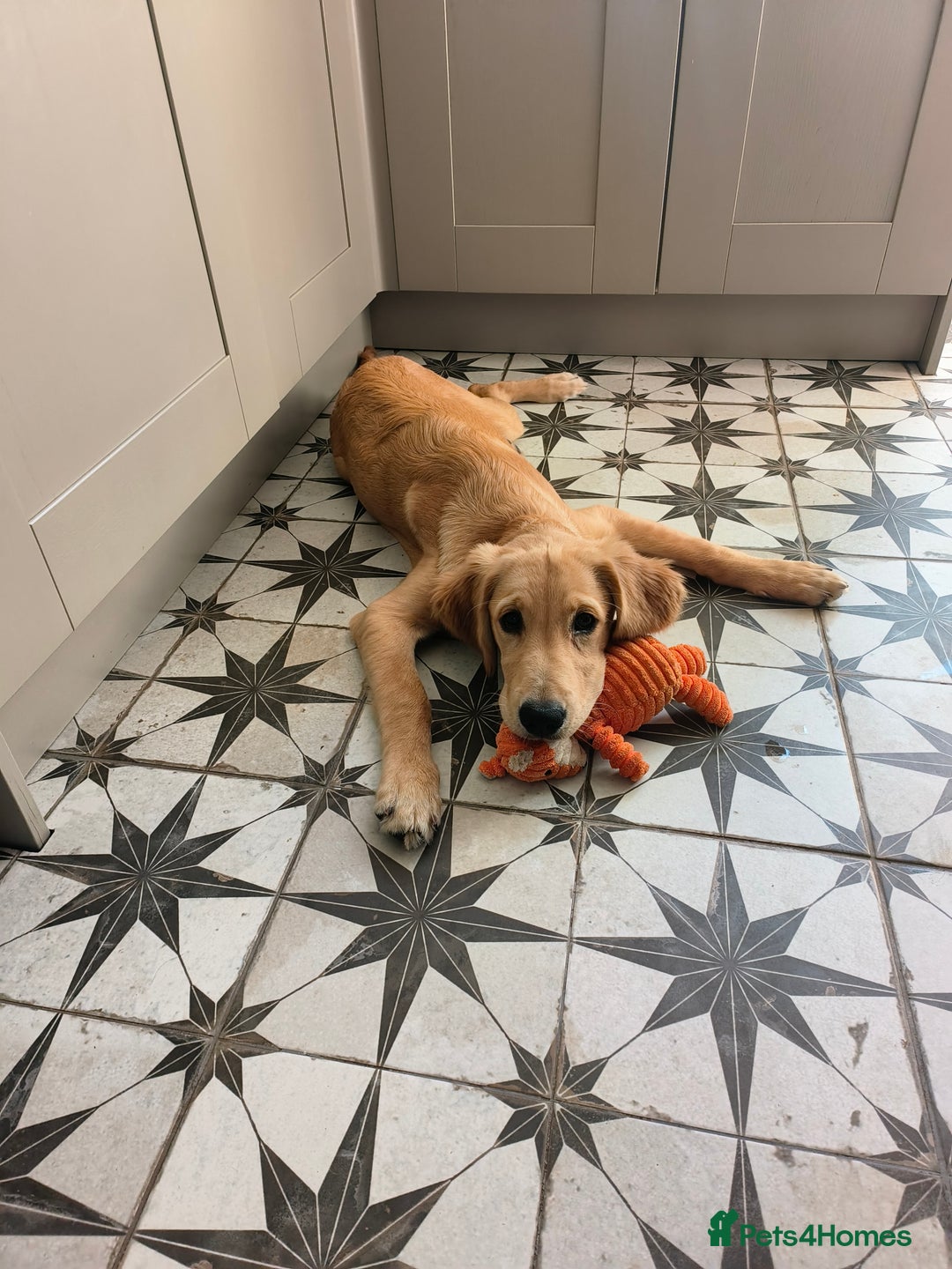 Golden Retriever dogs for sale: 6 month old golden retriever  - Image 19