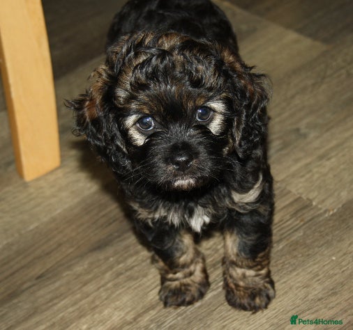 Cavapoo dogs Male Cavapoo from health tested parents  - Advert 15