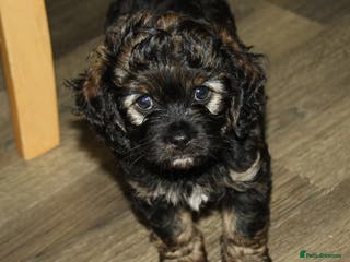 Cavapoo dogs Male Cavapoo from health tested parents - Advert 15
