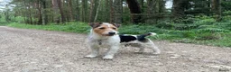 Jack Russell dogs for stud: Jack Russell for Stud in Ipswich - Advert 8