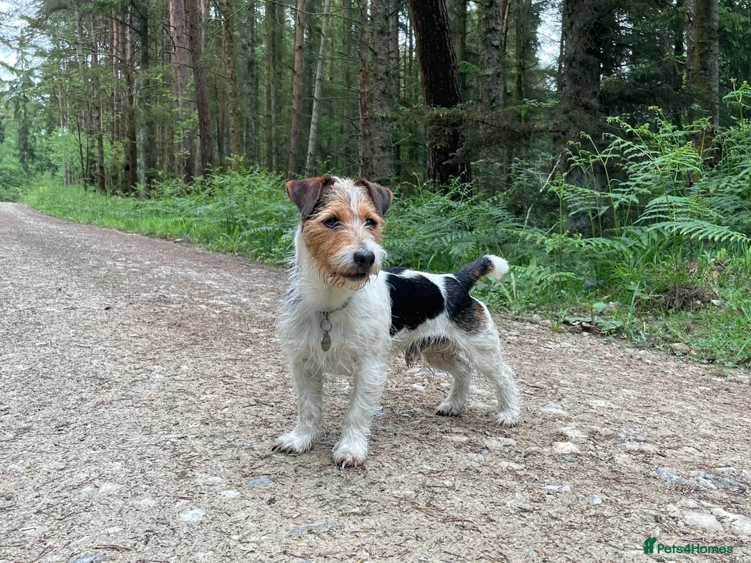 Jack Russell dogs for stud: Jack Russell for Stud in Ipswich - Advert 8