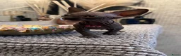 Sphynx cats for sale: 6 beautiful females  in King's Lynn - Advert 8