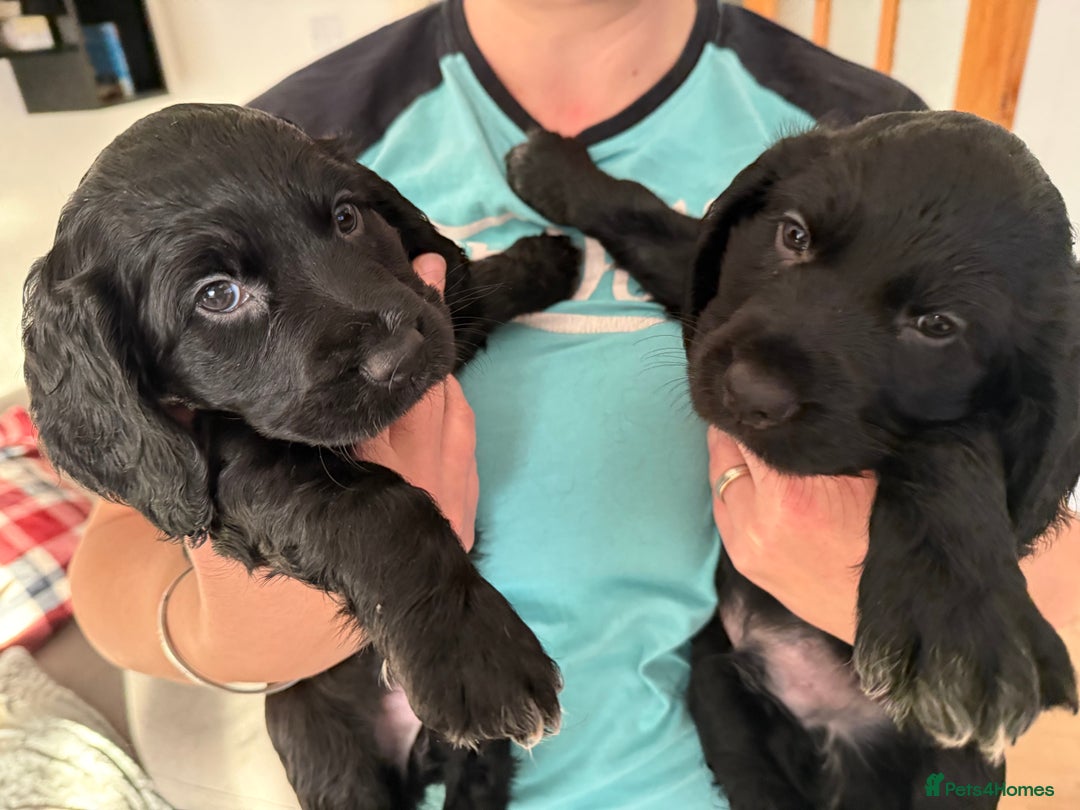 English Springer Spaniel dogs for sale: Spaniel puppies ready to go today!!! - Advert 6
