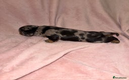 Dachshund dogs for sale: Female Merle and Female Black & Tan Dachshund  - Image 10