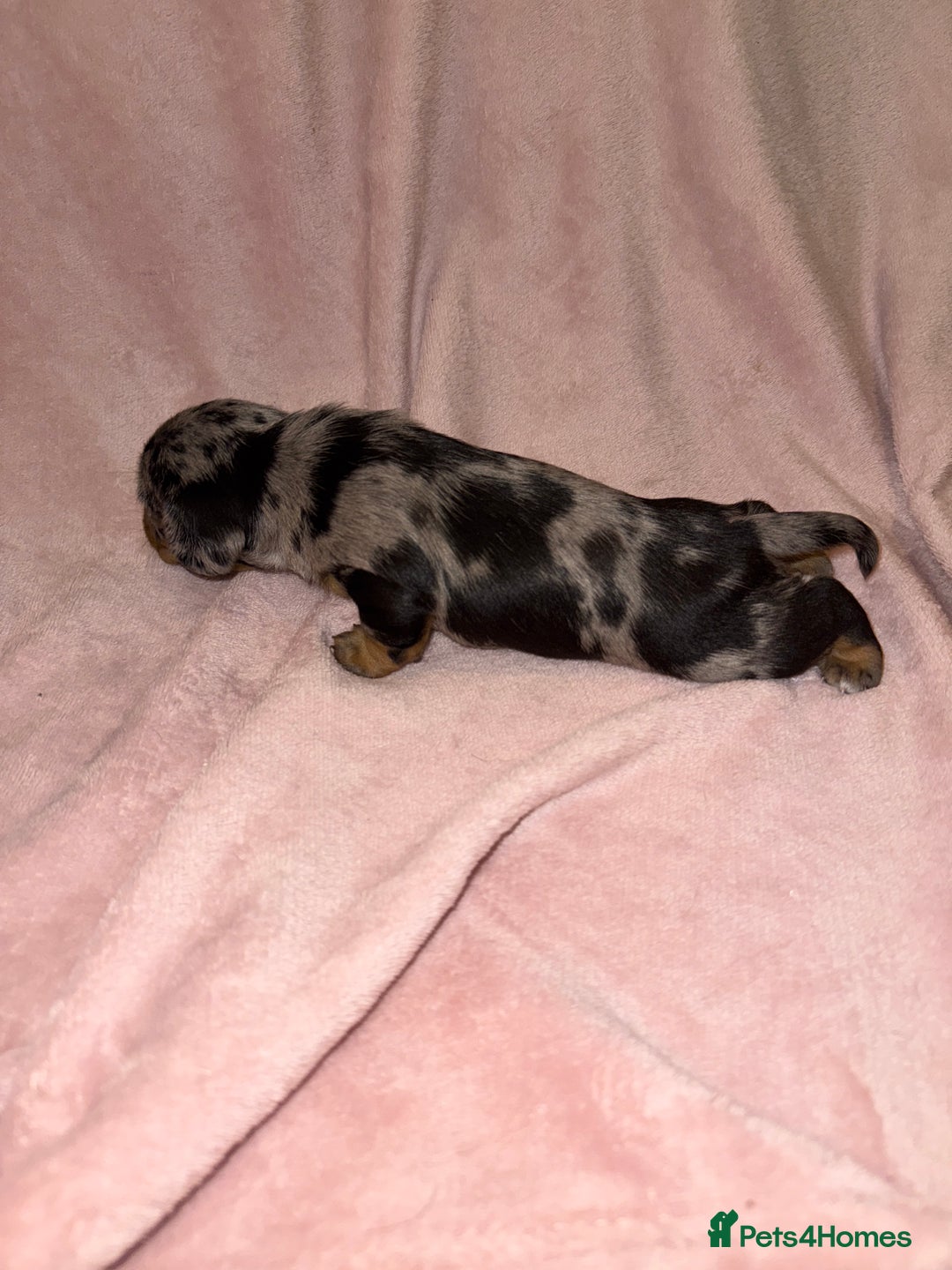 Dachshund dogs for sale: Female Merle and Female Black & Tan Dachshund  - Image 10