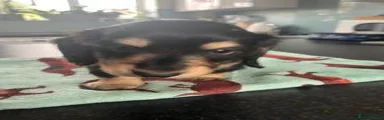 Miniature Dachshund 2