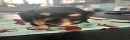 Miniature Dachshund dogs for sale: Lovely Miniature Dachshund Puppies Ready For Sale - Advert 5