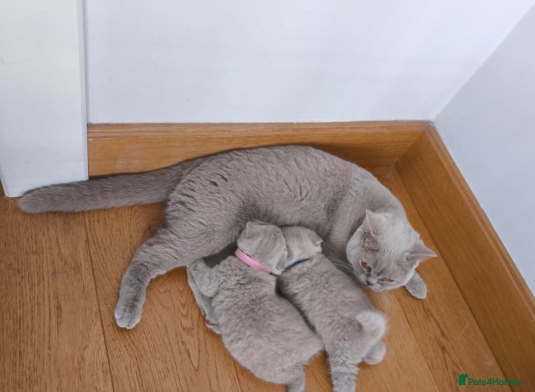 British Shorthair cats for sale: ACTIVE GCCF Lilac kitten - Image 7