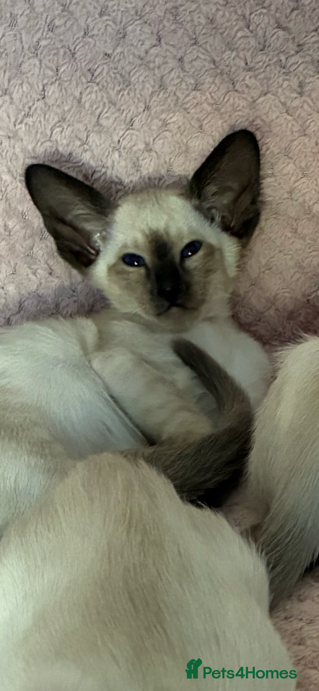 Siamese cats for sale: Two beautiful seal point brothers ❤️ - Advert 6