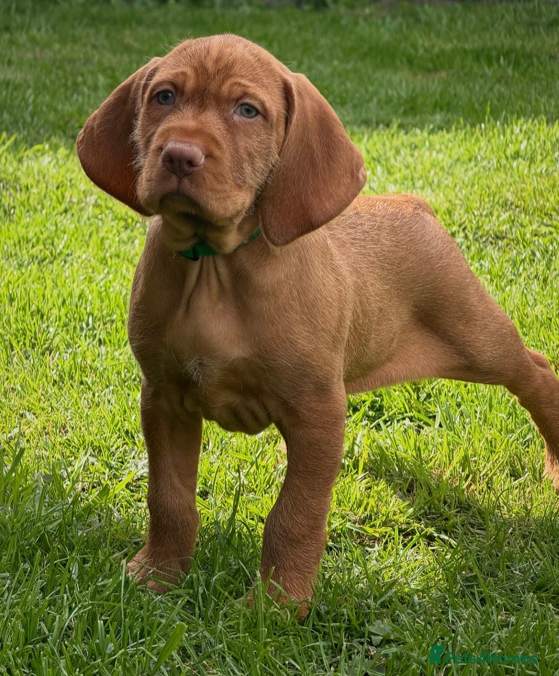 Hungarian Vizsla dogs 1 dog puppy available  - Advert 16