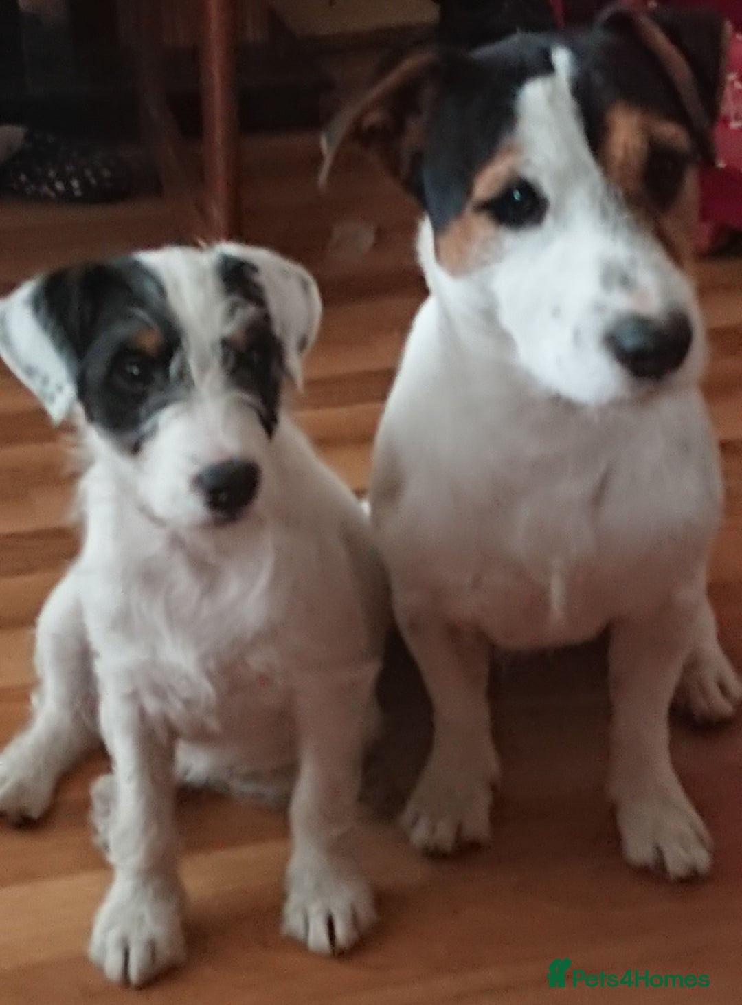 Jack Russell dogs for sale: Two Jack Russell’s can be separated  - Advert 4
