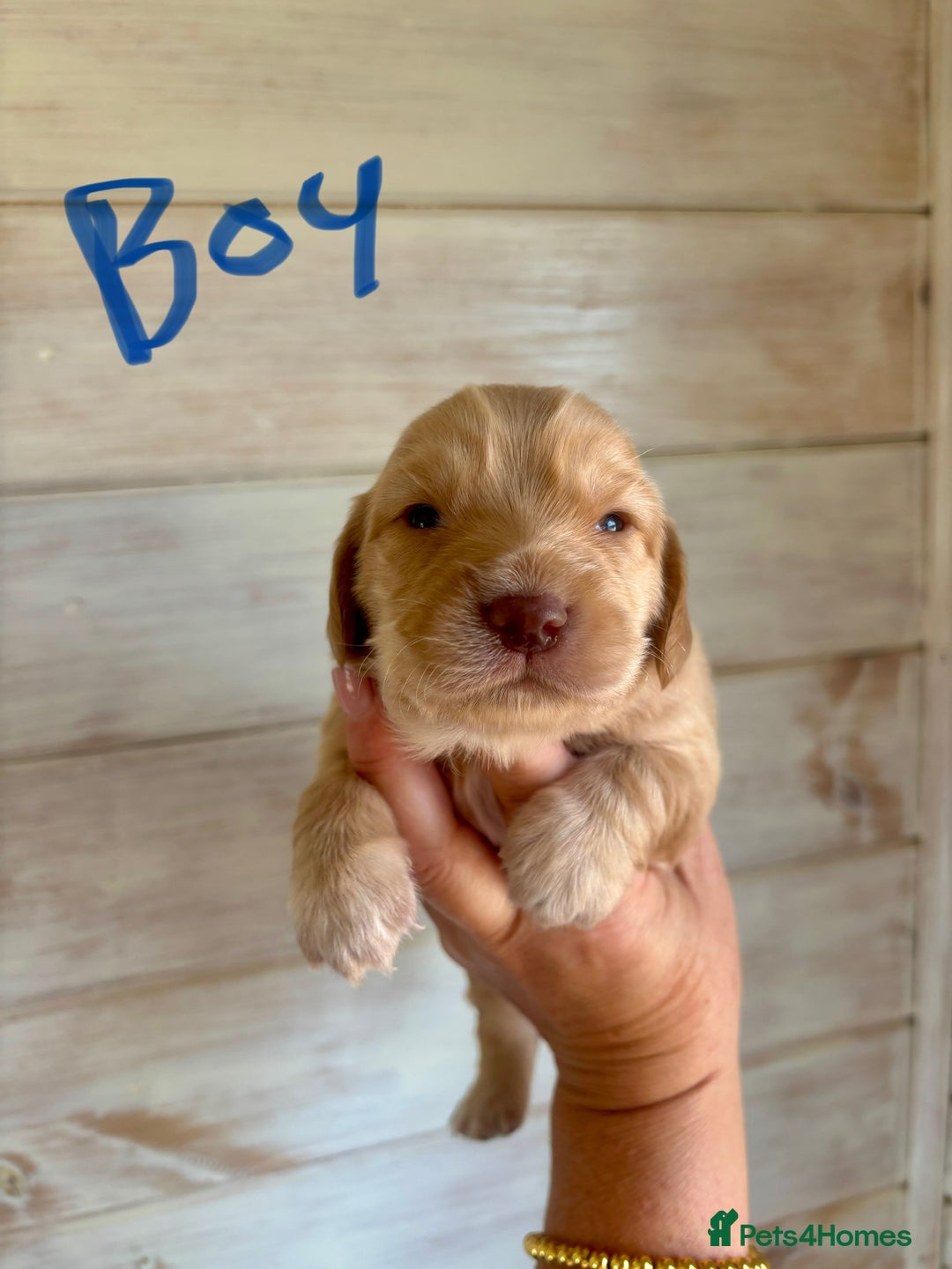Mixed Breed dogs for sale: BEAUTIFUL CHi- SPANIEL PUPS - Image 8