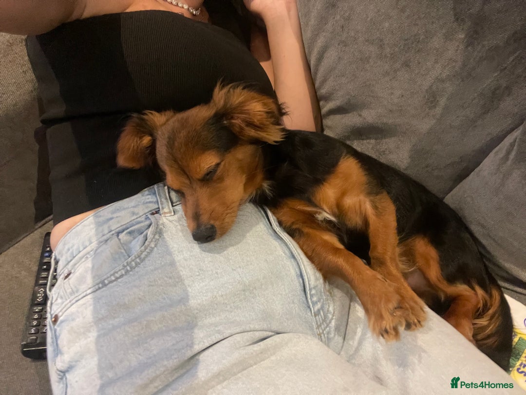Chiweenie dogs for sale: Handsome Billy  - Image 2