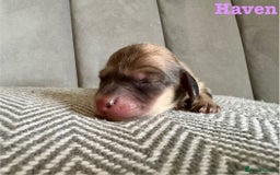 Miniature Dachshund dogs for sale: Exceptional Show Quality KC Miniature Dachshunds! - Image 4