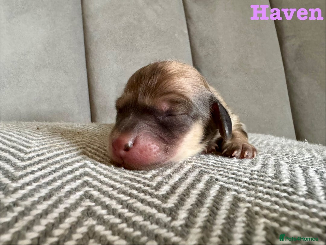 Miniature Dachshund dogs for sale: Exceptional Show Quality KC Miniature Dachshunds! - Image 4