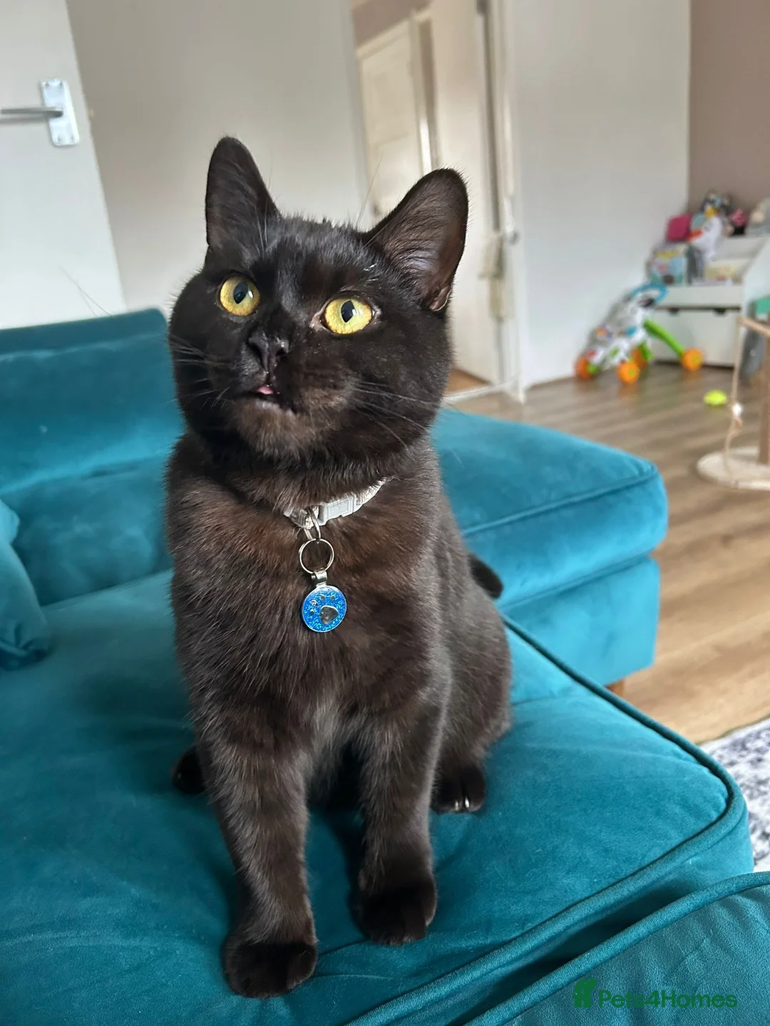 Bombay cats for sale: 1 year old - Advert 2