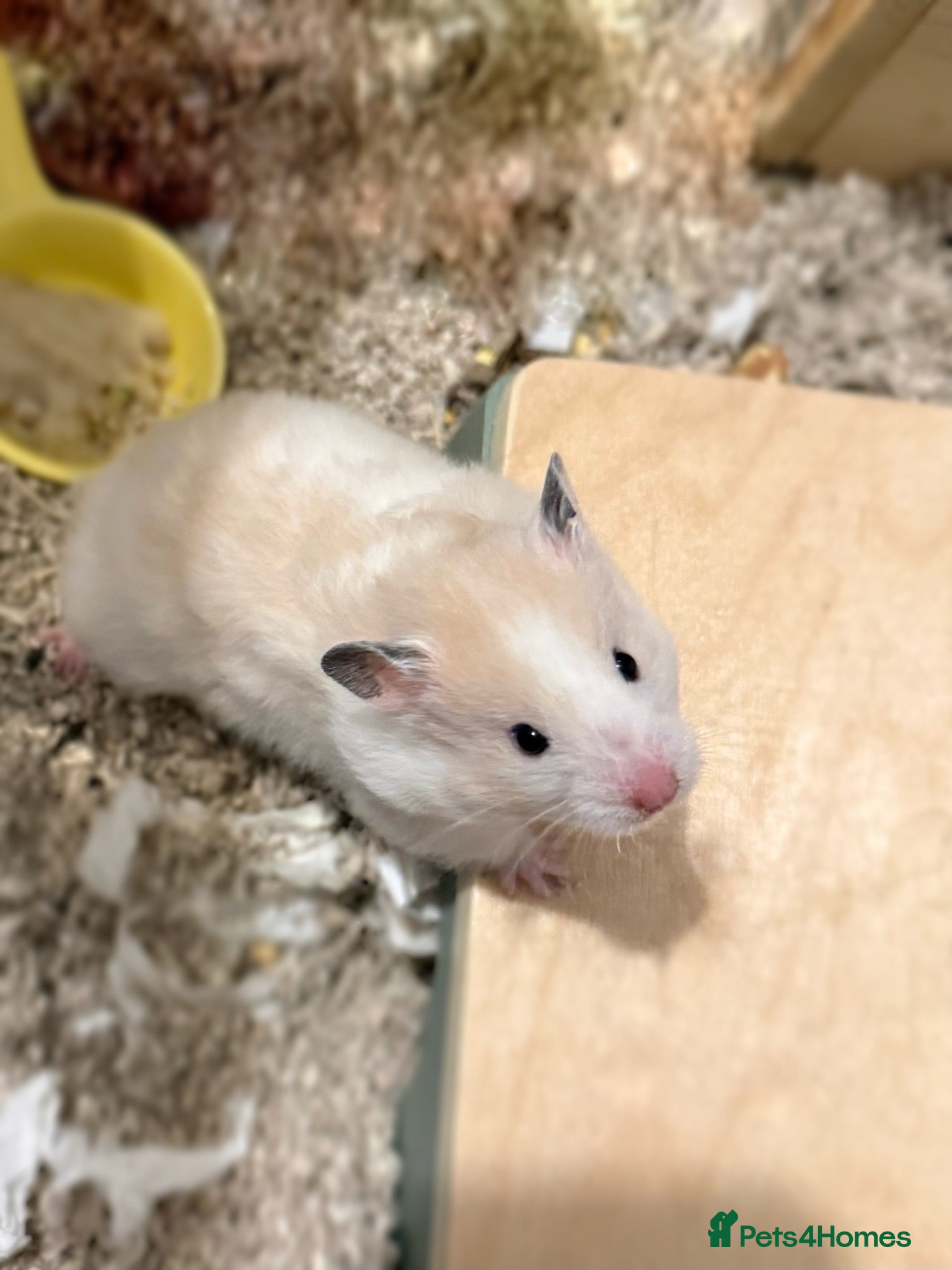 Hamster rodents Adorable long haired Syrian  - Advert 5