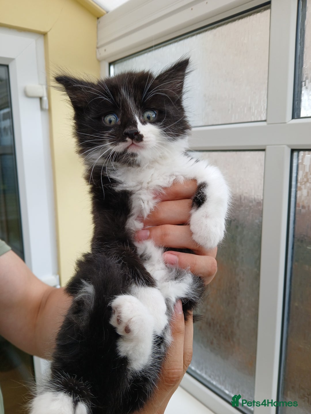 Maine Coon cats for sale: Maine coon xxx - Image 16