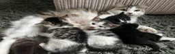 Mixed Breed cats for sale: Kittens for sale  - Advert 7