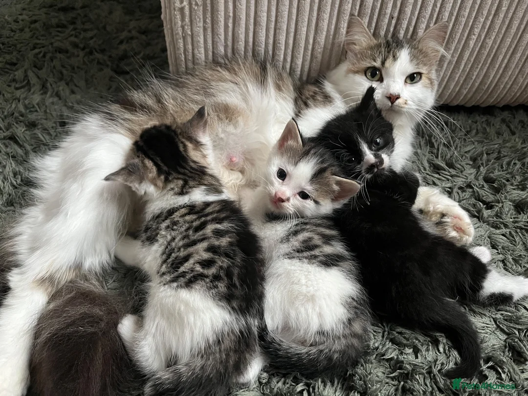 Mixed Breed cats for sale: Kittens for sale  - Advert 7