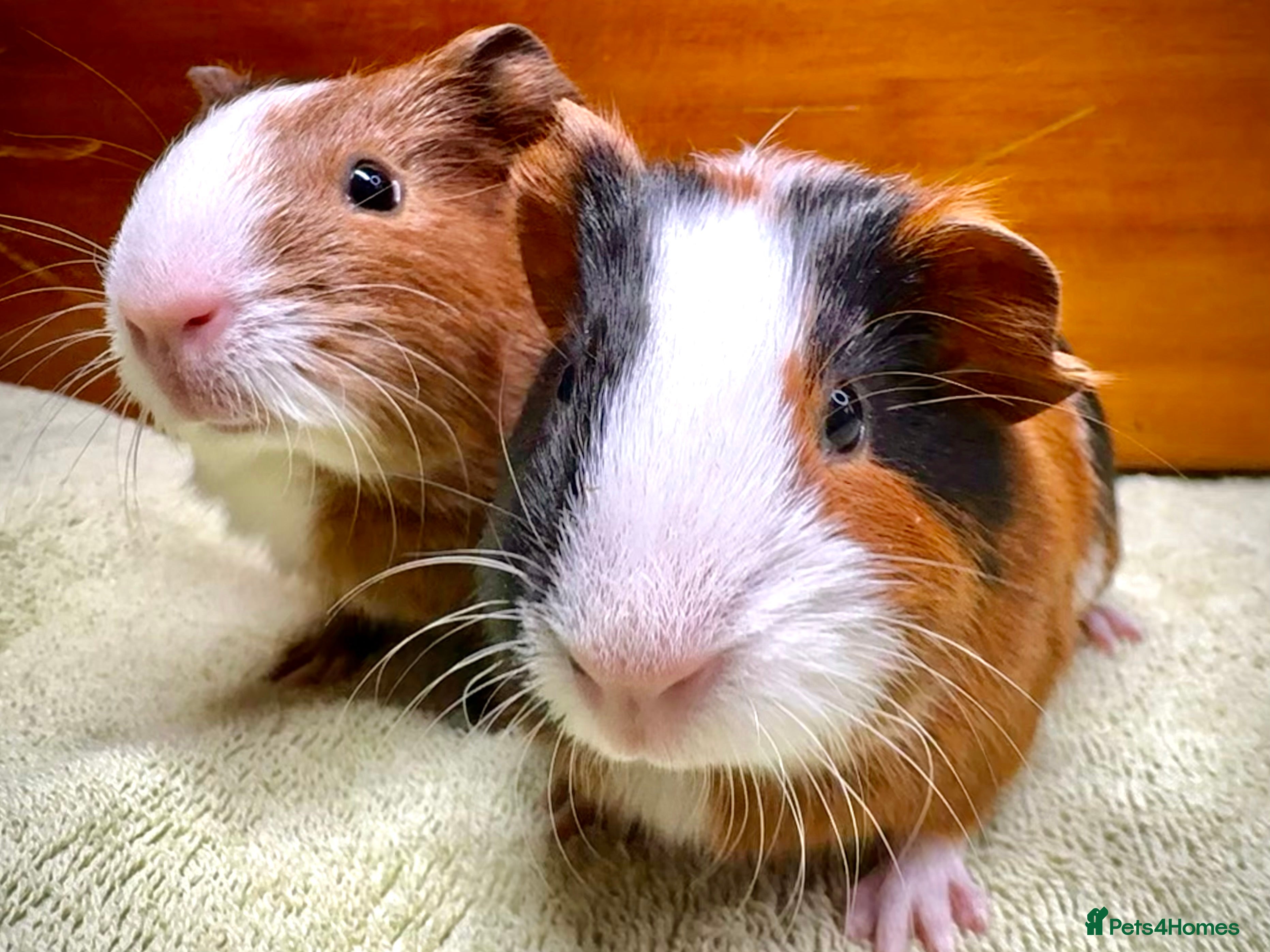 Guinea Pig rodents Adorable pair of boy guinea pigs  - Advert 8