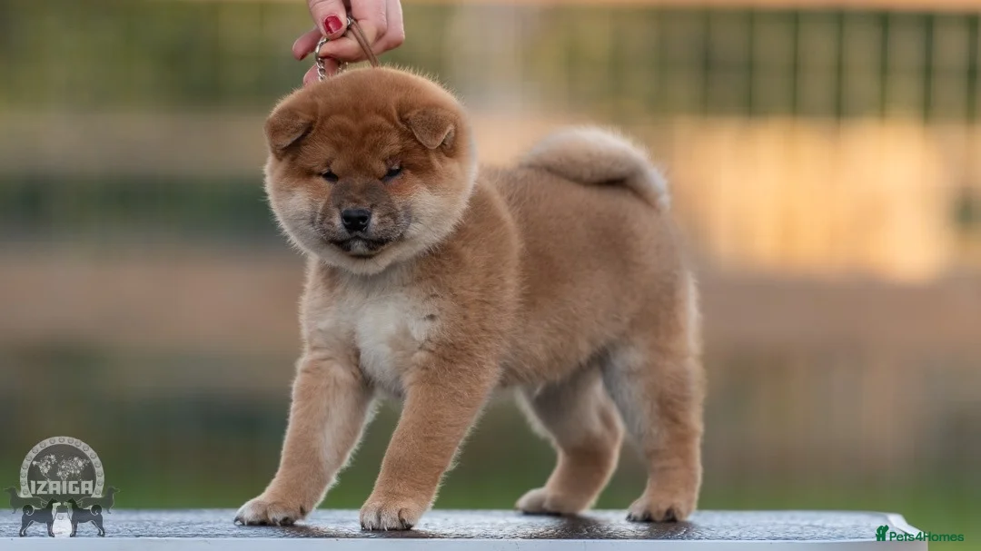 Japanese Shiba Inu dogs for sale: Last but Not Least Little Red Girl  ❤️ - Advert 1