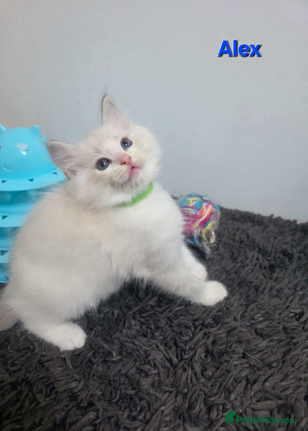 Ragdoll cats for sale: GCCF registered ragdoll kittens  - Advert 29