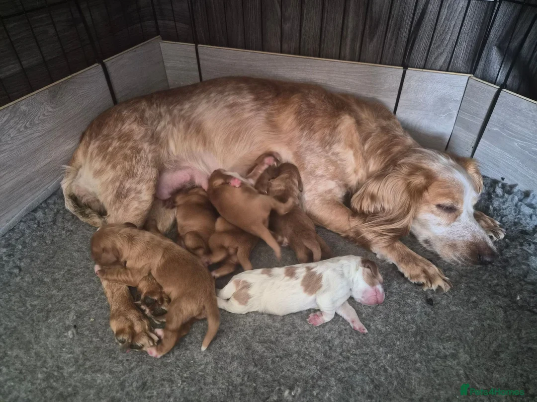 Cocker Spaniel dogs for sale: KC, Docked legally working Cocker Spaniels - Advert 1
