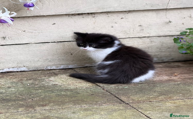 Mixed Breed cats - Advert 6