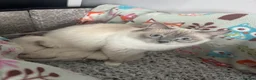 Ragdoll cats for sale: 💜🧡💙GCCF REG RAGDOLL babies see full description - Advert 36