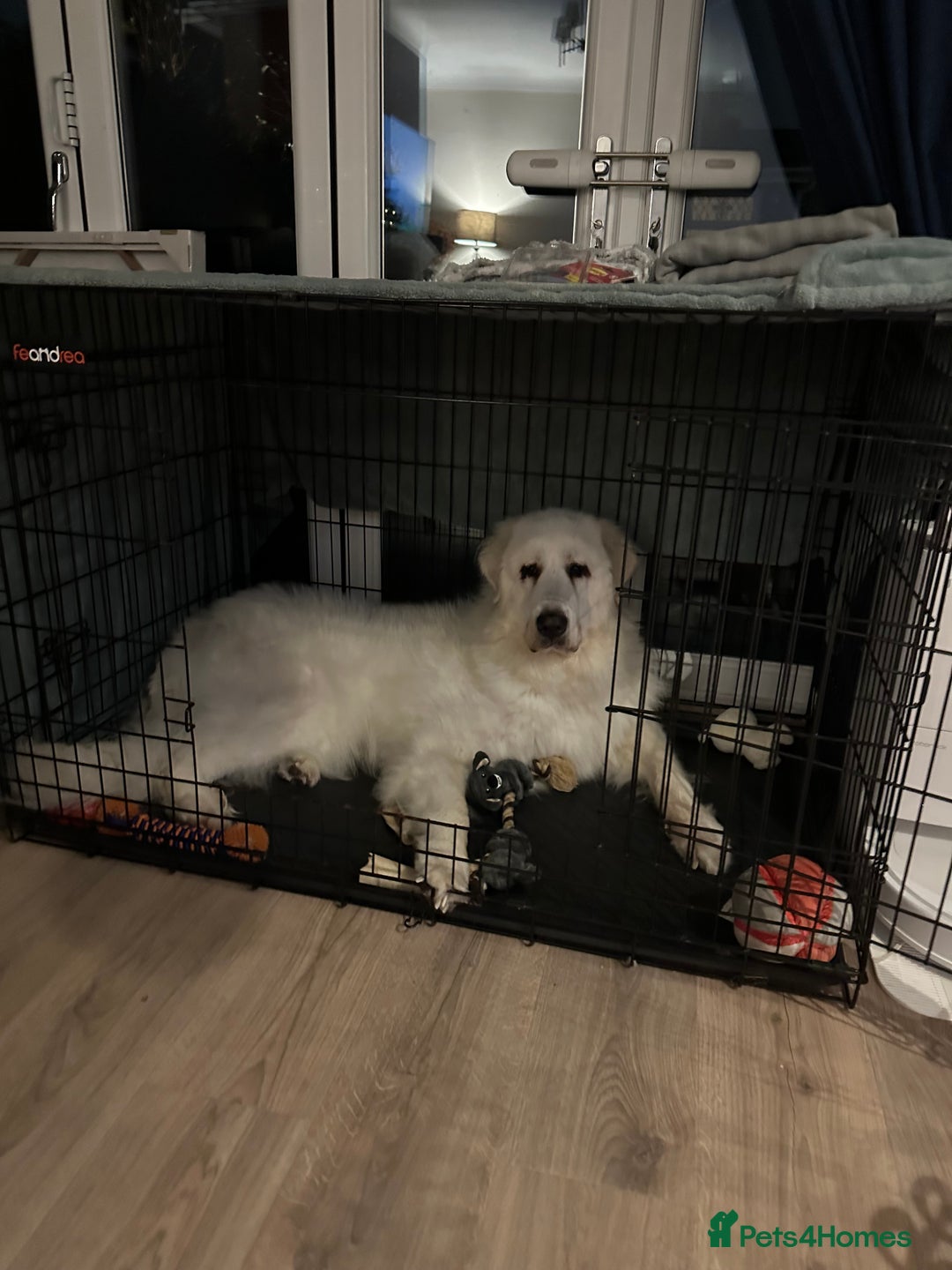 Pyrenean Mountain Dog dogs for sale: 3 Year Old Loving Girl  - Advert 2