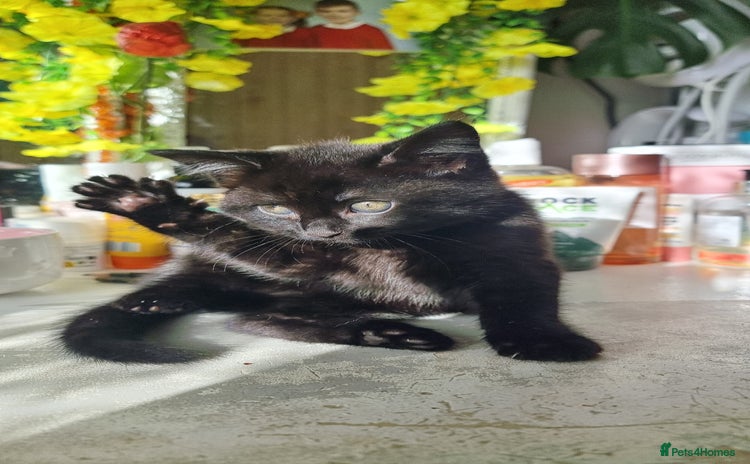 Mixed Breed cats - Advert 1