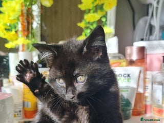 Mixed Breed cats for sale - Advert 1