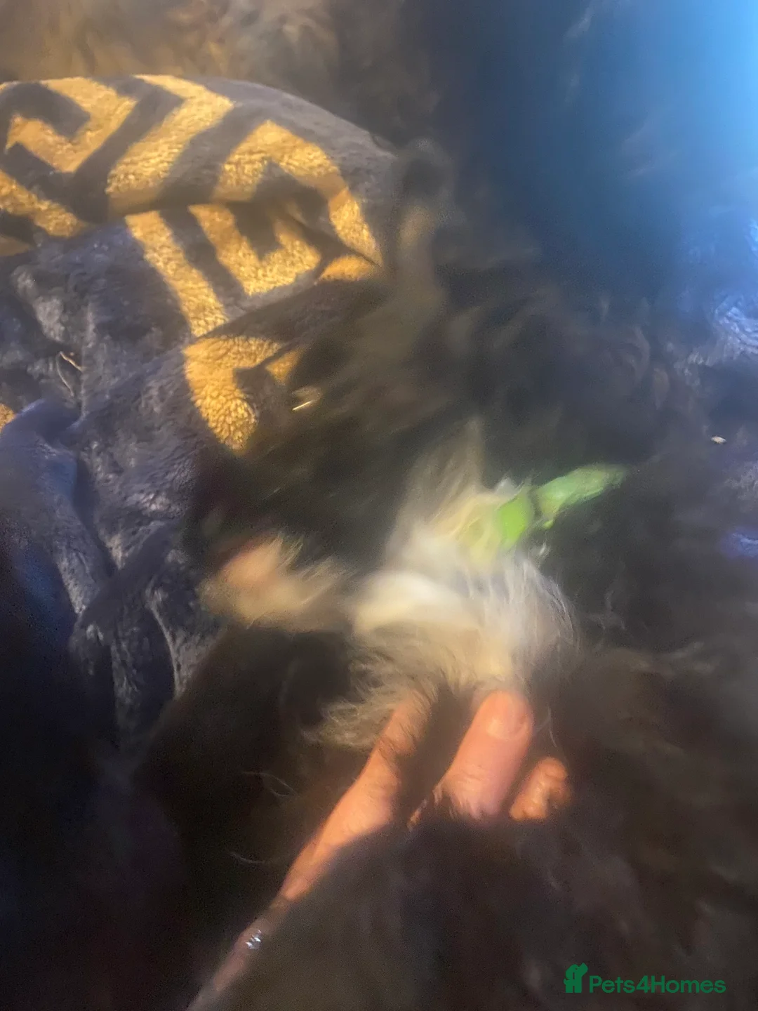 Mixed Breed dogs for sale: Maltipom puppies are now ready for new homes - Advert 15