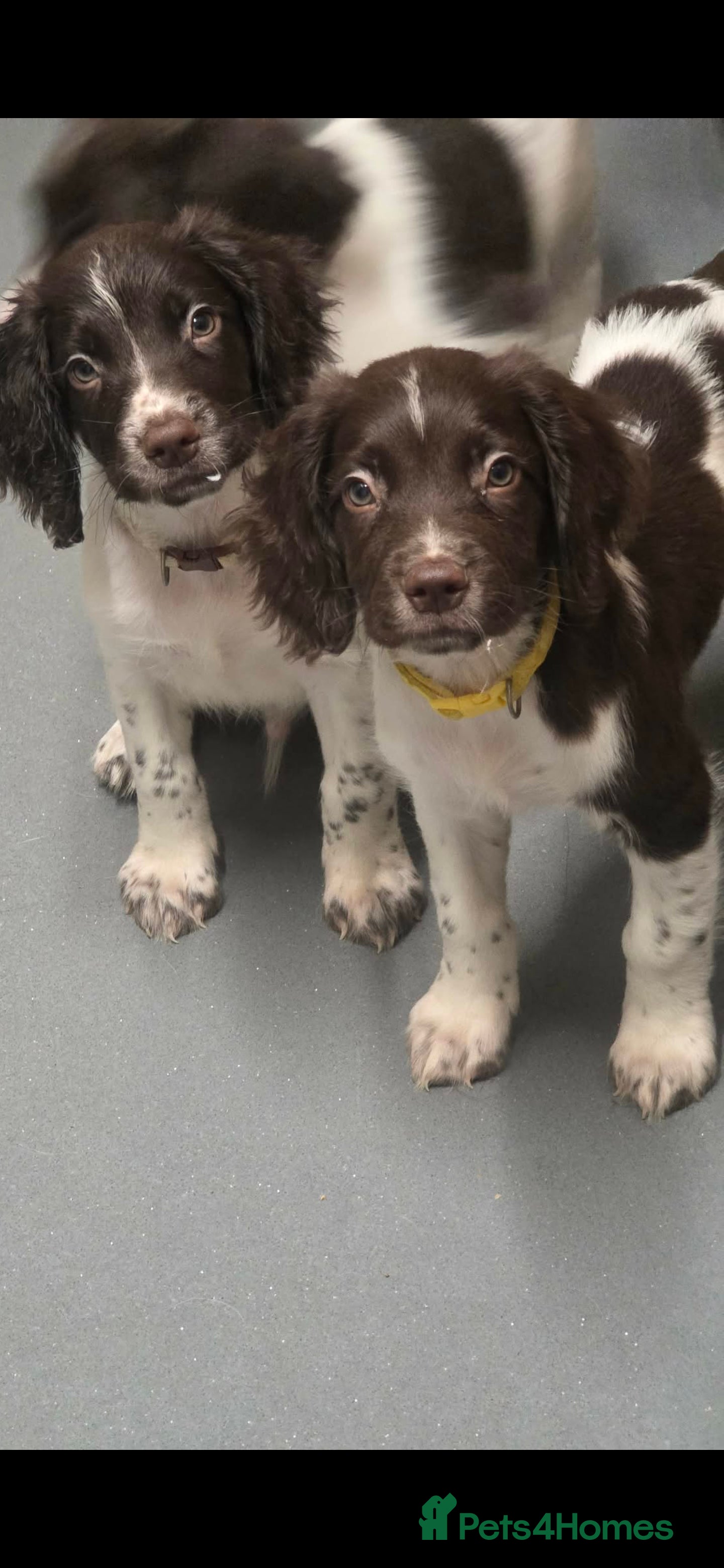 English Springer Spaniel dogs English Springer Spaniel Puppies  - Advert 2