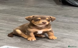 Jack Russell dogs for sale: Jack Russell Puppies 3 boys available - Image 11