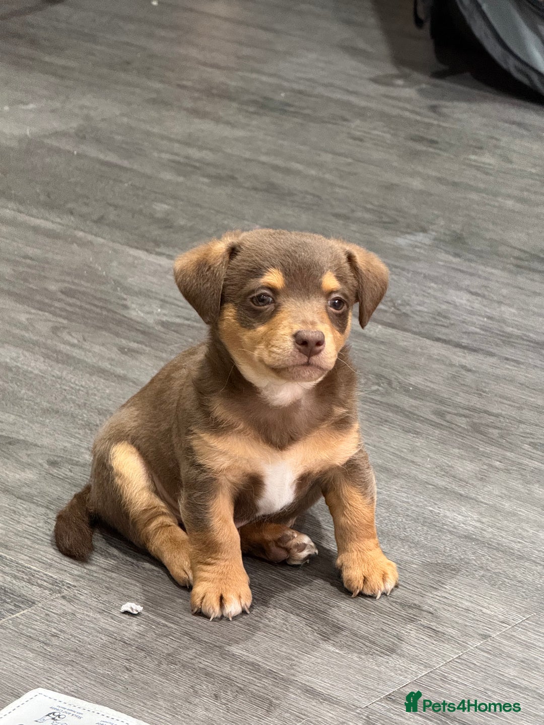Jack Russell dogs for sale: Jack Russell Puppies 3 boys available - Image 11
