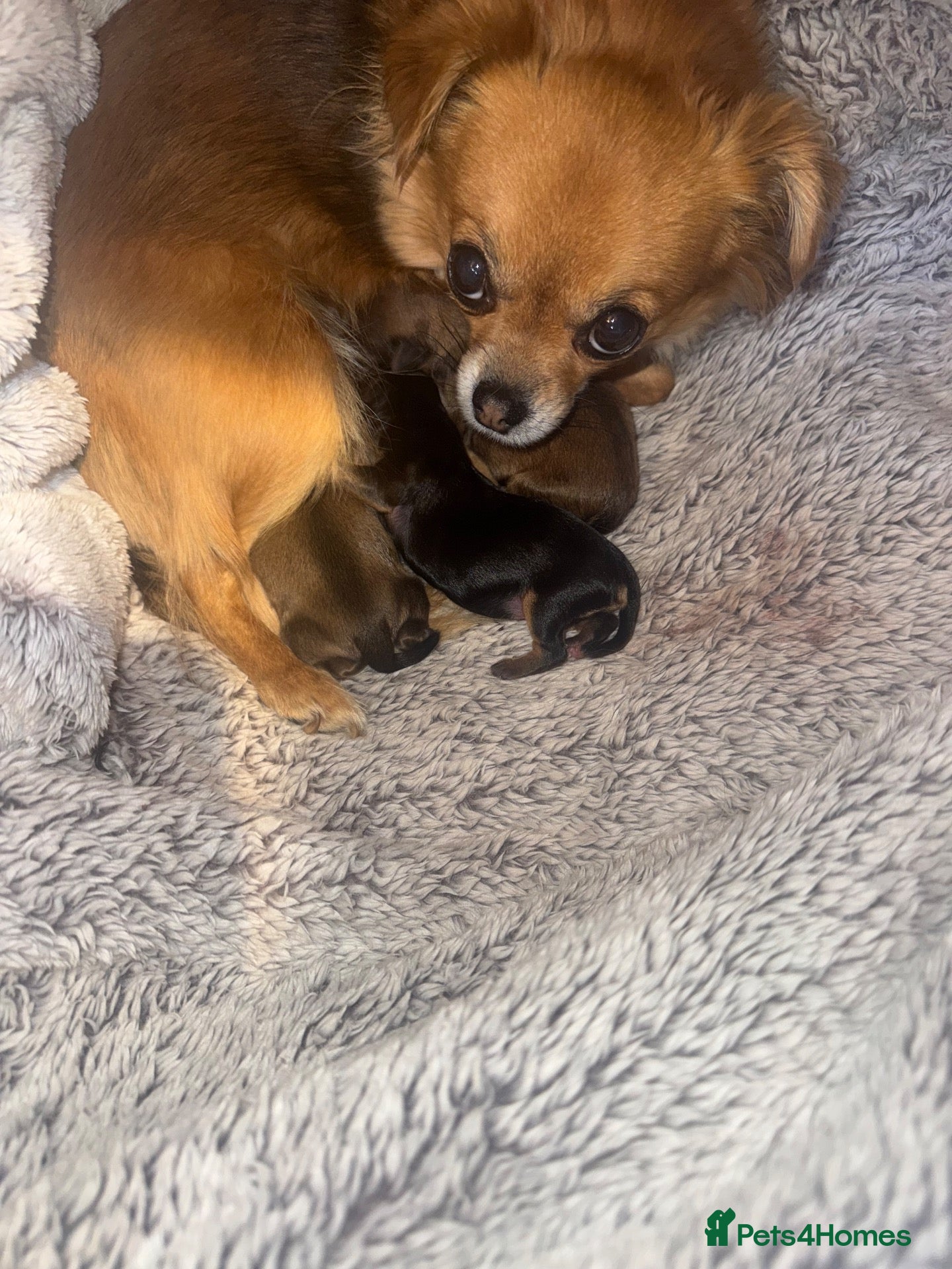 Mixed Breed dogs Beautiful Chihuahua/Biewer Yorkie pups available  - Advert 1