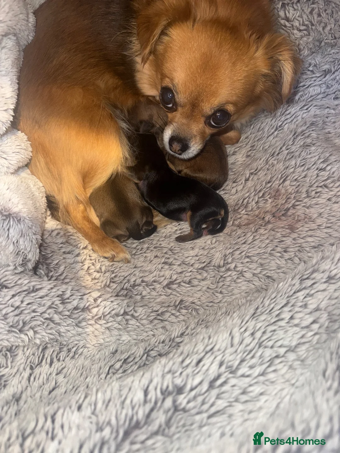 Mixed Breed dogs for sale: Beautiful Chihuahua/Biewer Yorkie pups available  in Cullompton - Advert 1