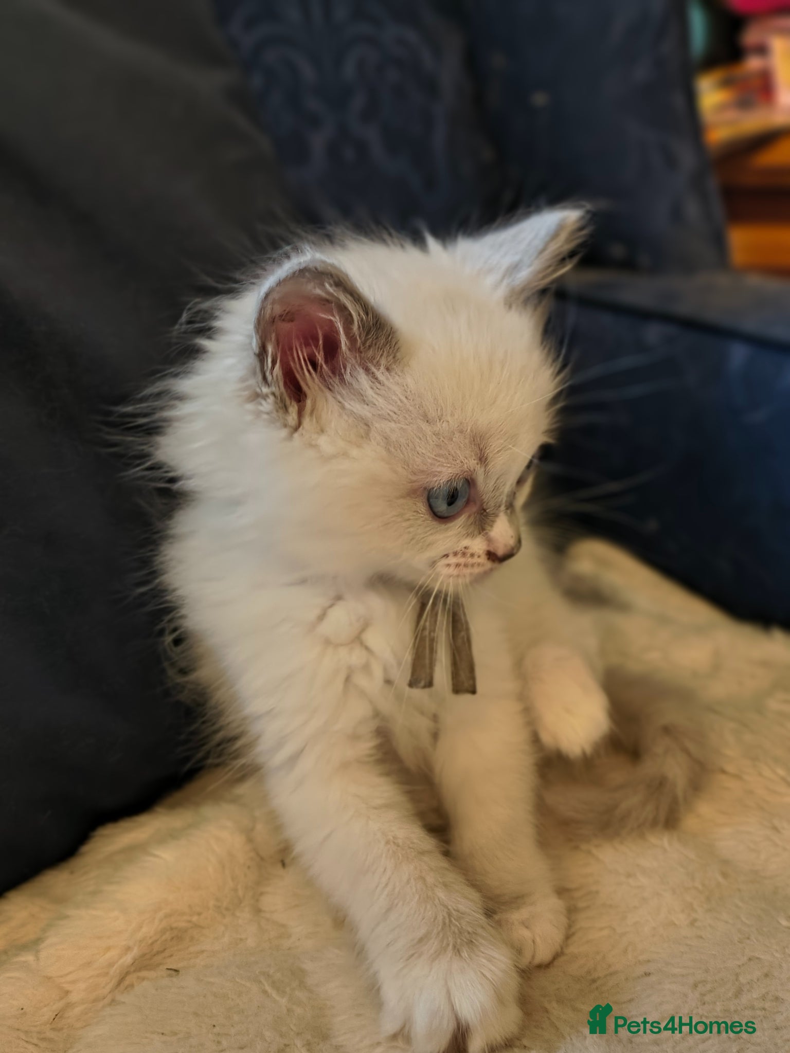 Ragdoll cats for sale: Blue mitted Ragdoll kittens - Advert 6