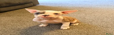 Mixed Breed Puppy 2