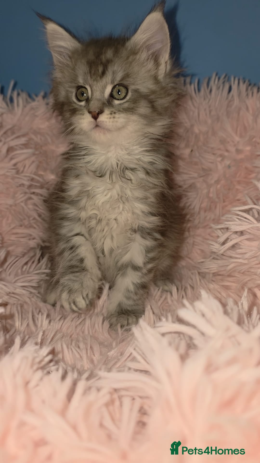 Maine Coon cats for sale: One beautiful tica female maine coon kitten left - Advert 5