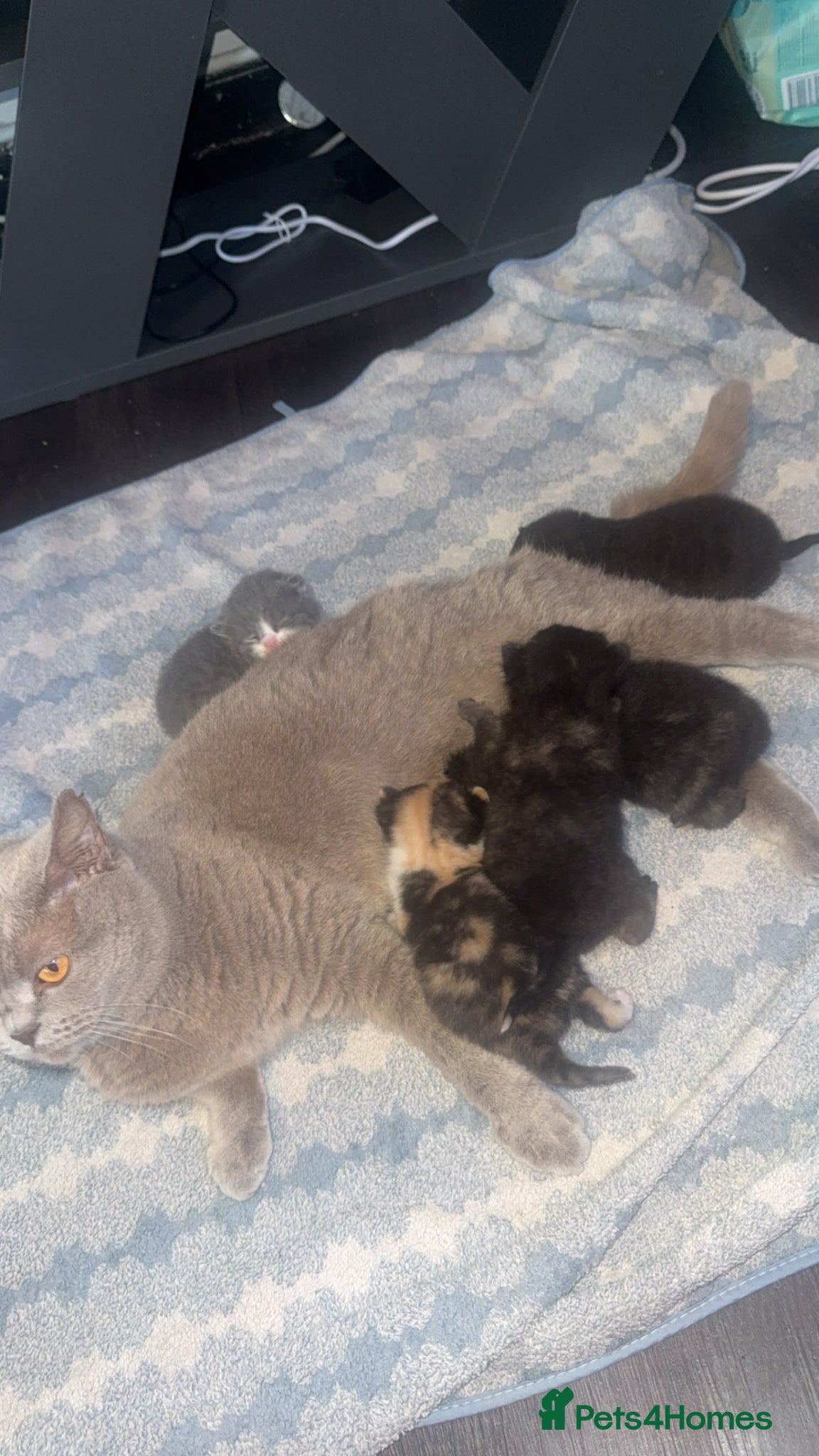 British Shorthair cats British short hair kittens - Advert 12