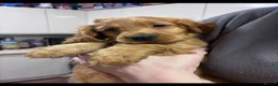 Cocker Spaniel dogs for sale: Beautiful Cocker Spaniels  - Advert 15