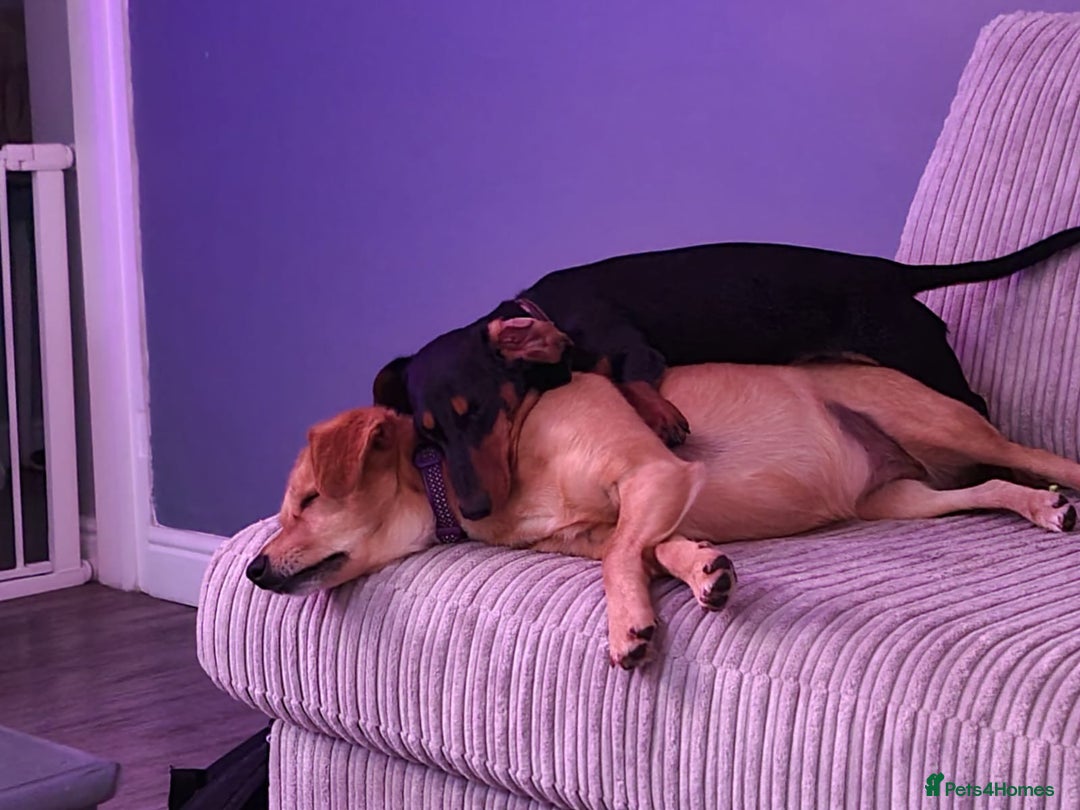 Miniature Dachshund dogs for sale: Miniature Dachshund puppies - Image 9