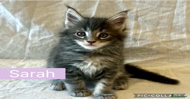 Maine Coon cats - Advert 16