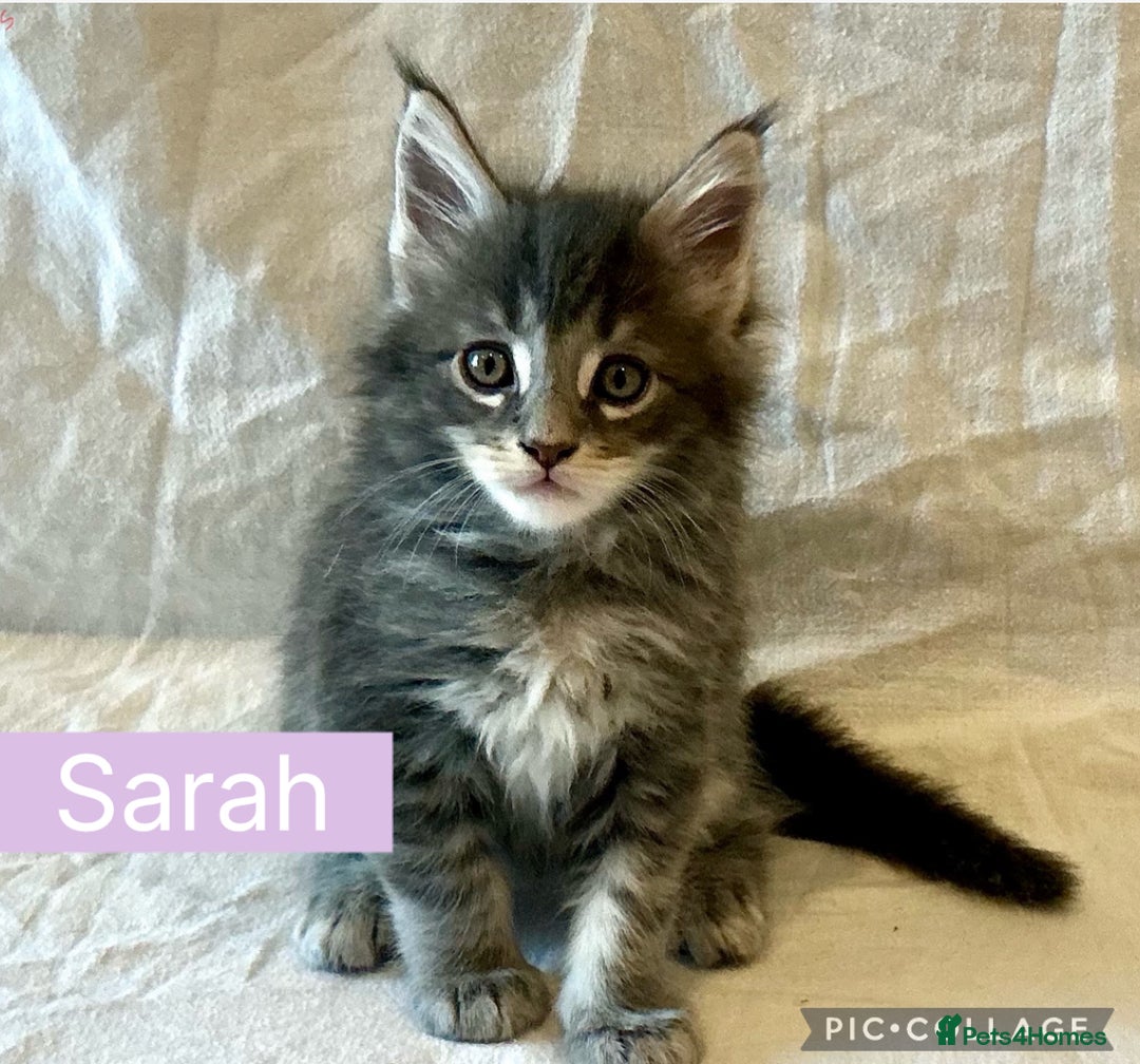 Maine Coon cats for sale: Pedigree Maine Coon Kittens Champion-Giant Russian - Image 3