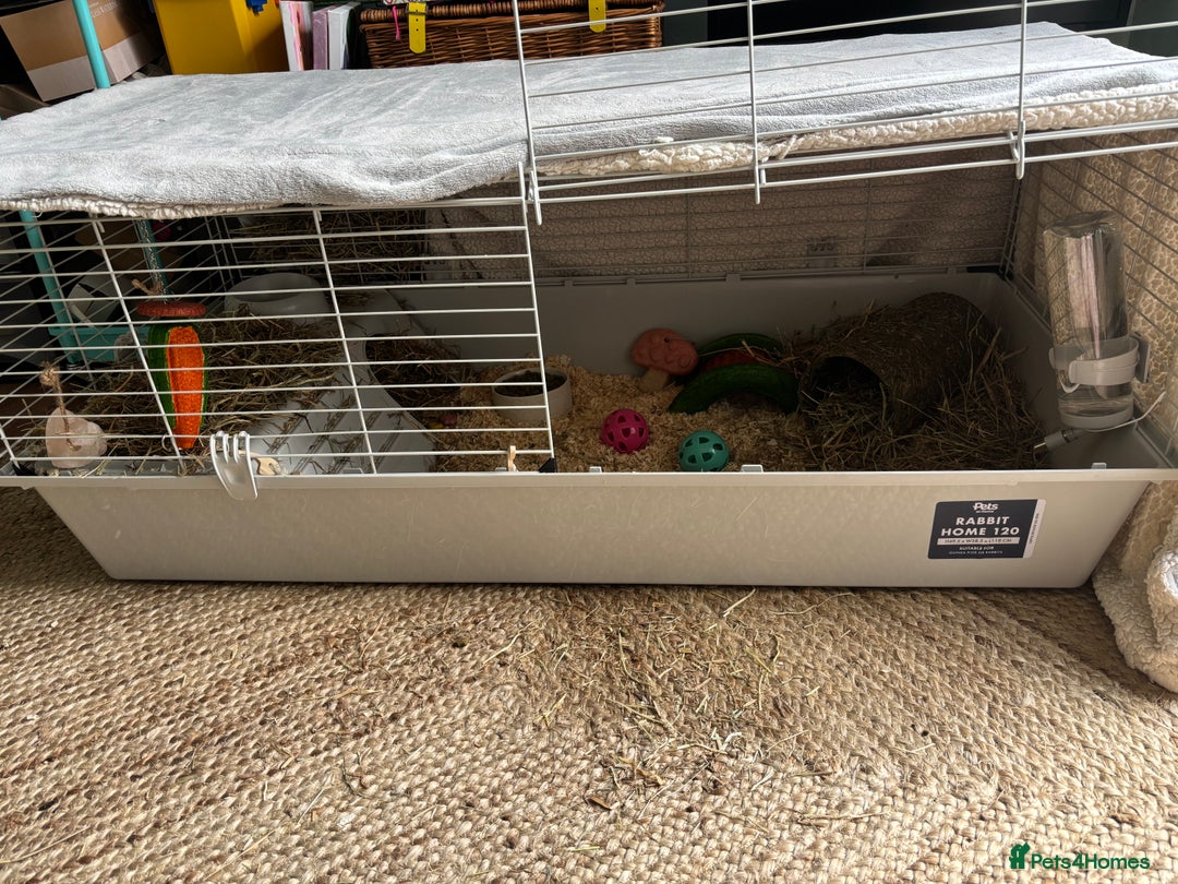 Guinea Pig rodents for sale: 2 female guinea pigs for sale - Image 4