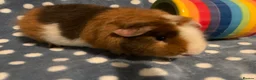 Guinea Pig rodents for sale: Stunning purebred teddy Guinea pig boy  - Advert 2