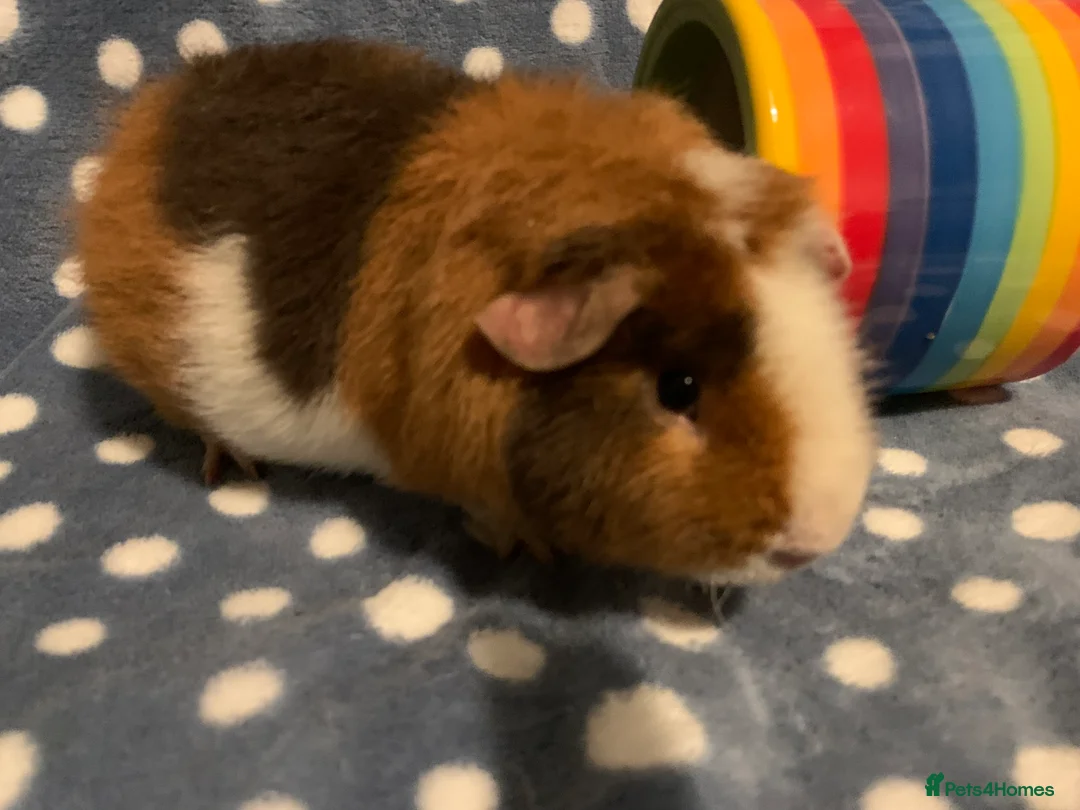 Guinea Pig rodents for sale: Stunning purebred teddy Guinea pig boy  - Advert 2